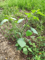 Solanum nigrum