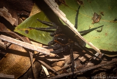 Dolomedes briangreenei