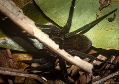 Dolomedes briangreenei