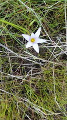 Romulea tabularis
