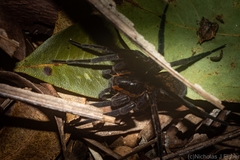 Dolomedes briangreenei