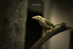 Psilopogon lineatus