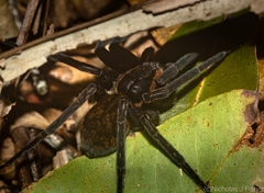 Dolomedes briangreenei