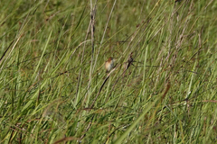 Cisticola exilis