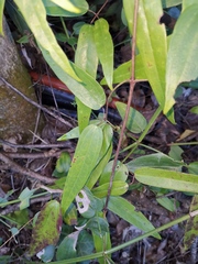 Smilax glabra