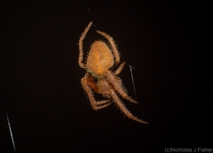 Hortophora