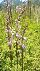 Pedicularis mexicana