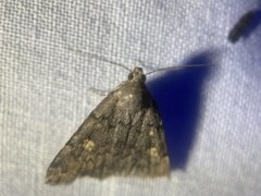Idia diminuendis