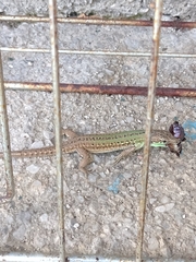 Podarcis siculus