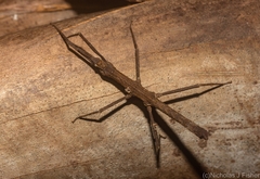 Pachymorpha