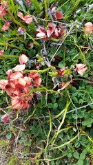 Indigofera procumbens