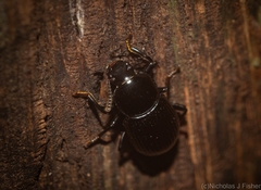 Hydissus feronioides