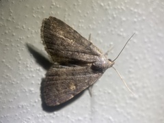 Idia diminuendis