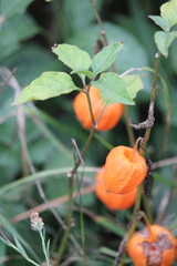 Alkekengi officinarum