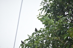 Pycnonotus cafer