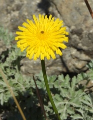 Hypochaeris maculata