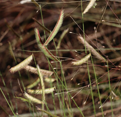Bouteloua gracilis