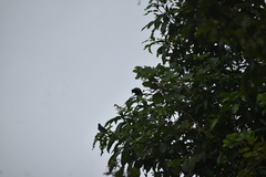 Pycnonotus cafer