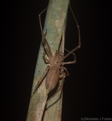 Cheiracanthiidae