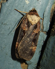 Pseudohermonassa bicarnea