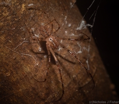 Australomimetus pseudomaculosus