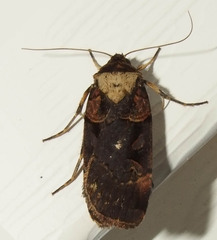 Pseudohermonassa bicarnea