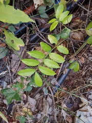 Zanthoxylum scandens