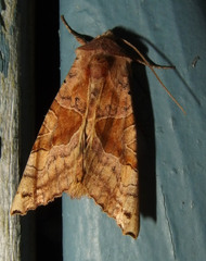 Phlogophora periculosa