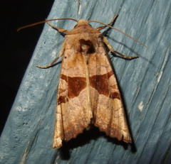 Phlogophora periculosa