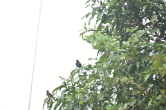 Pycnonotus cafer