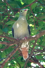 Treron curvirostra