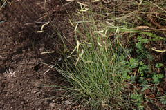 Bouteloua gracilis