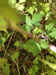 Geranium nepalense thunbergii
