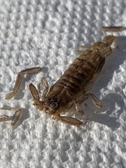 Vaejovidae