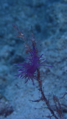 Flabellina affinis
