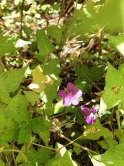 Geranium nepalense thunbergii