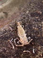 Vaejovidae