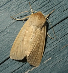 Mythimna oxygala