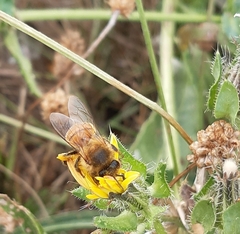 Apis mellifera