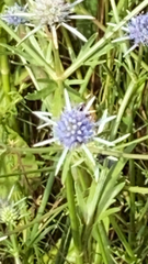 Eryngium