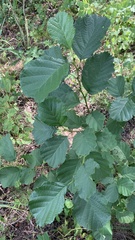 Alnus glutinosa