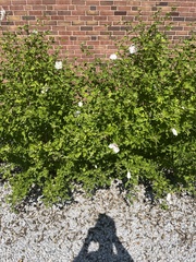 Spiraea prunifolia