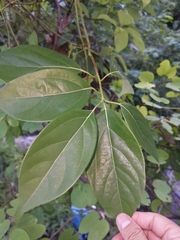 Cinnamomum parthenoxylon