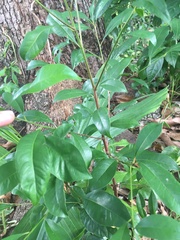 Magnoliopsida