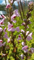 Pedicularis mexicana