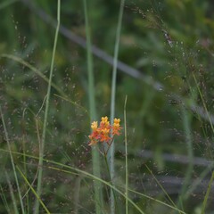 Asclepias lanceolata