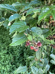 Rubus kawakamii