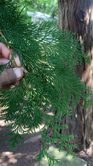 Chamaecyparis lawsoniana
