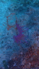 Flabellina affinis