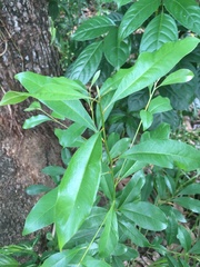 Magnoliopsida